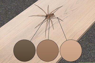 Identifying Brown Recluse Spiders: Unique Characteristics