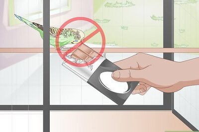 How to Avoid Poisoning Your Pet Bird