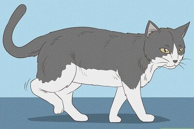 How to Diagnose and Treat Dislocated Joints in Cats