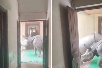 Watch: Rhinos In The Corridor? Yes, Be Prepared To Have Your Mind Blown