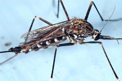 Mosquito Menace: Know How to Protect Yourself From Vector-Borne Diseases