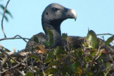Rare vultures found in Cambodia