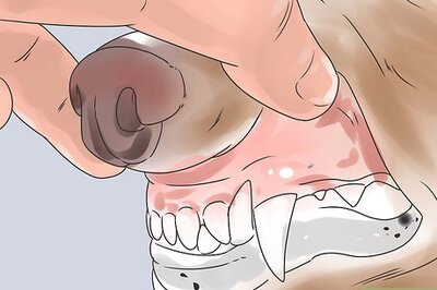 How to Determine Your Dog's Age By Its Teeth