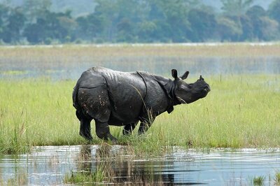 NGT Directs Assam Govt to Improve Sensor Barriers in Kaziranga