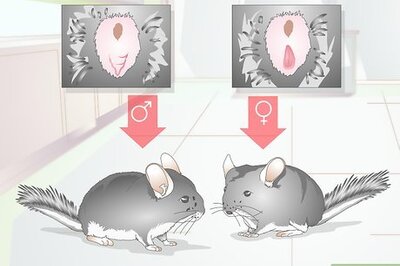 How to Breed Chinchillas