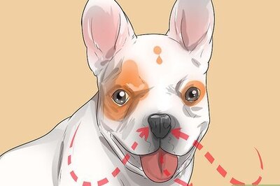 How to Diagnose Breathing Problems in French Bulldogs
