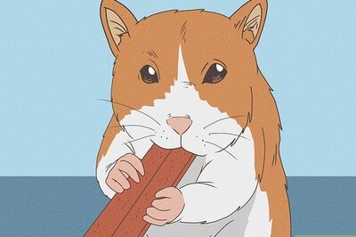 How to Keep Hamster Teeth Healthy