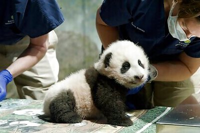 National Zoo Extends Panda Deal With China Through 2023