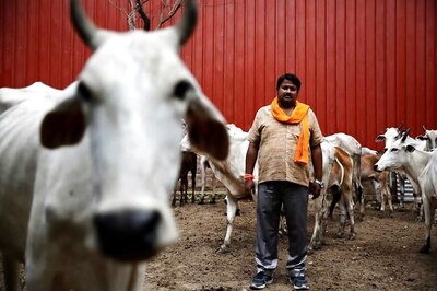 2017 Saw The Most Cases of Violent Cow Vigilantism, Says Report