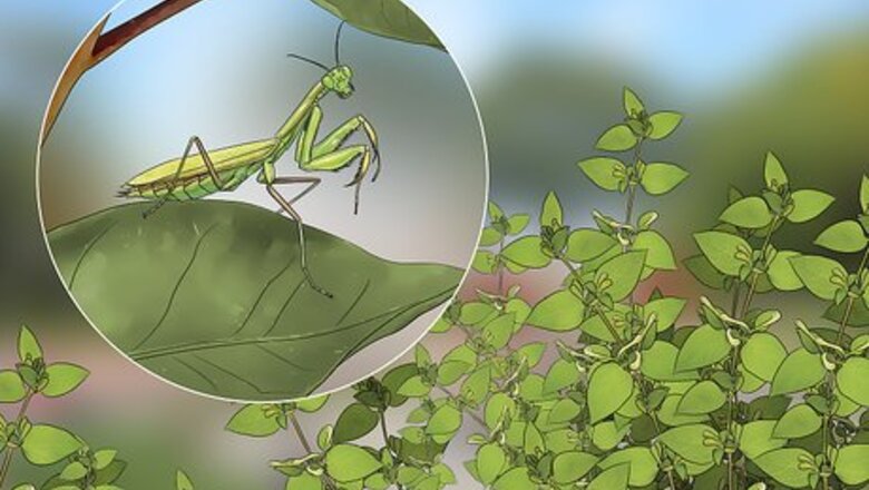 How to Keep a Praying Mantis As a Pet