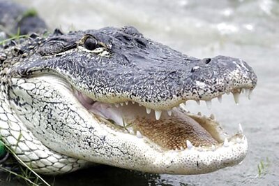 9-year-old US boy fights off alligator with bare hands