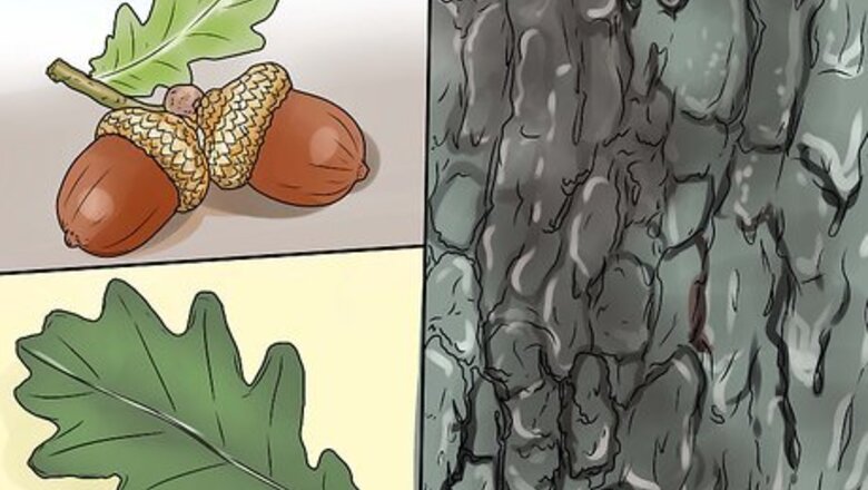 How to Identify Oak Leaves