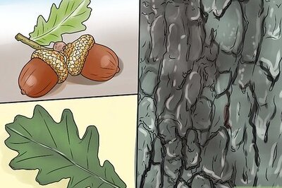 How to Identify Oak Leaves