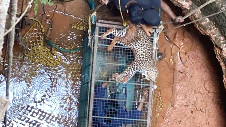 This Vet Crawled into a Cage to Catch a Leopard; Here's What Happened Next