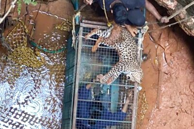 This Vet Crawled into a Cage to Catch a Leopard; Here's What Happened Next