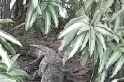 Amid Floods, Crocodile Spotted In Bihar's Munger