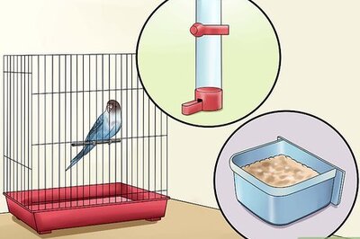 How to Gain Your Parakeet's Trust