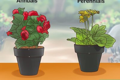 How to Buy Potted Flowers