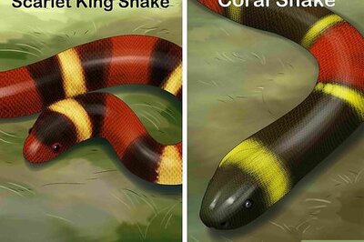 How to Tell the Difference Between a King Snake and a Coral Snake