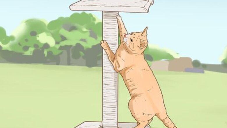 How to Change an Outdoor Cat Into an Indoor Cat