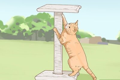 How to Change an Outdoor Cat Into an Indoor Cat