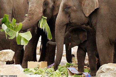 Vacation time for 98 elephants in Tamil Nadu, Puducherry