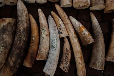 Singapore crushes ivory from around 300 elephants to deter illegal trade
