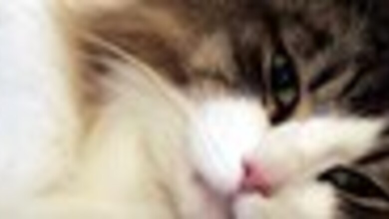 Cats are man's new best friend