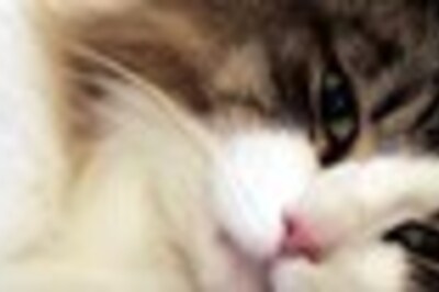 Cats are man's new best friend