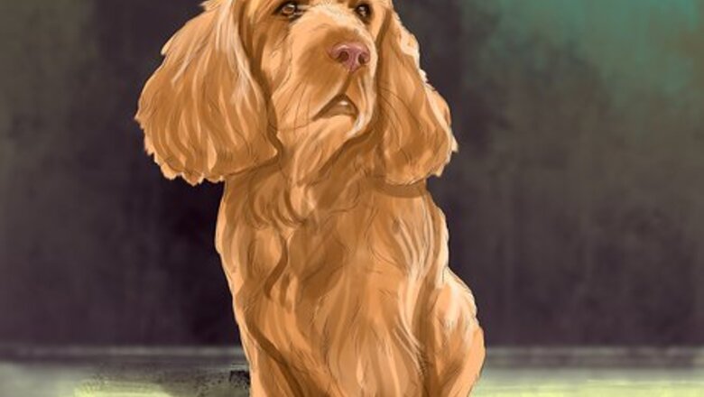 How to Identify a Sussex Spaniel