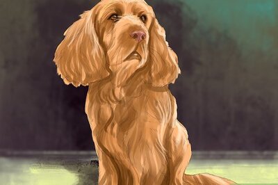 How to Identify a Sussex Spaniel