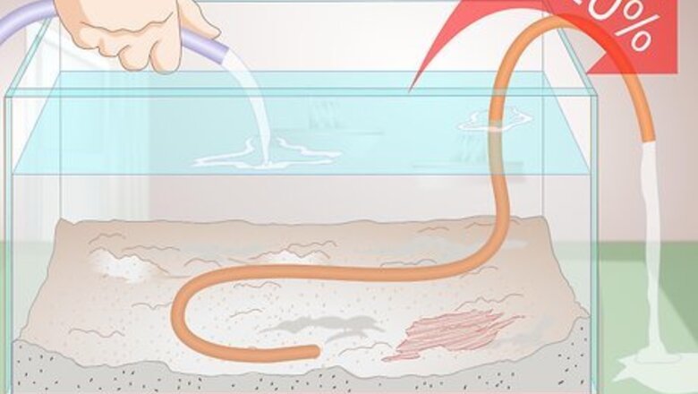 How to Treat Cyanobacteria (Blue Green Algae) in an Aquarium