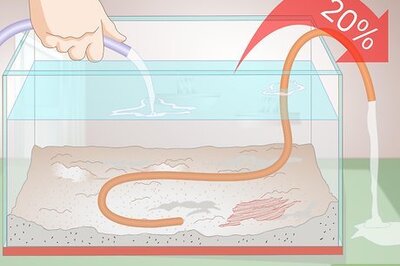 How to Treat Cyanobacteria (Blue Green Algae) in an Aquarium