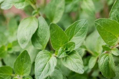 Why Oregano Is Considered As One of The Best Natural Antibiotics