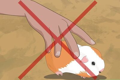 How to Determine the Sex of Your Guinea Pig