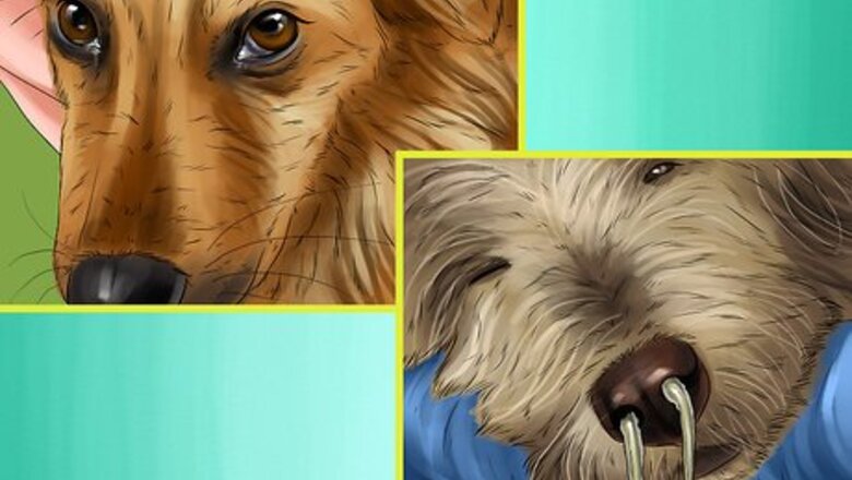 How to Identify Animal Abuse and Neglect