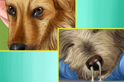 How to Identify Animal Abuse and Neglect