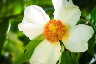 From Flu To Indigestion, Know Health Benefits of Nagkesar 