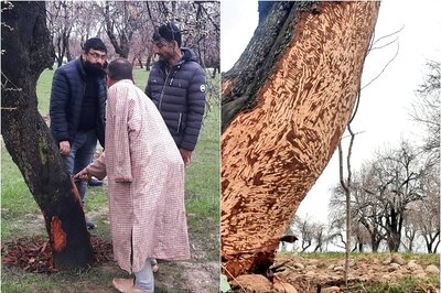 Fresh Terror Has Struck South Kashmir’s Fruit Growers. It Comes on Four Legs