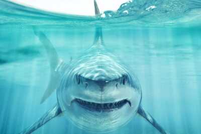 Separate Shark Attack Incidents in Australia Kill 1 Teenager, Injure Another