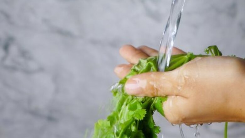 How to Dry Cilantro