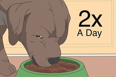 How to Care for an American Pit Bull Terrier