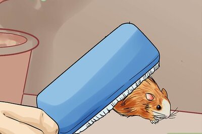 How to Groom a Hamster