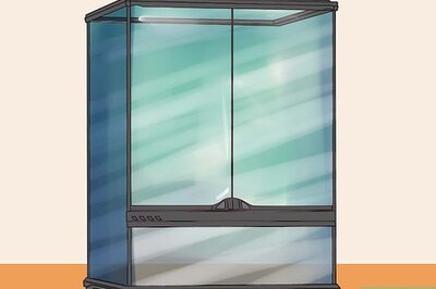 How to Care for Tree Frogs