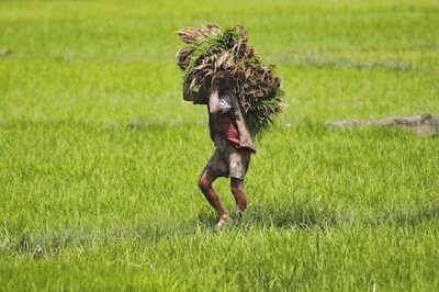 Govt Launches Special Drive to Bring More Farmers Under PM Crop Cover Scheme