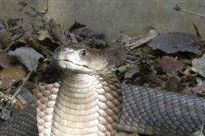 Tamil Nadu Man, Ill-Advised by Astrologer, Loses Tongue to Snake Bite