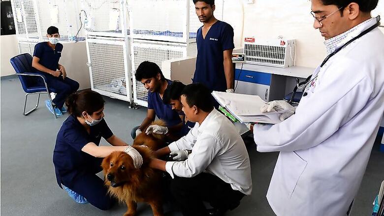 India's Pampered Pets Lap up New Treatments