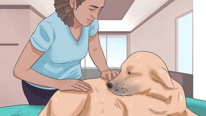 How to Know If Your Dog Has Cancer