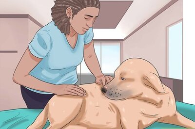 How to Know If Your Dog Has Cancer