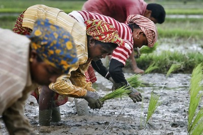 Over Rs 12,000 Crore Disbursed So Far to 'Boost Farmer Income' Under PM-KISAN Scheme, Says Agriculture Minister